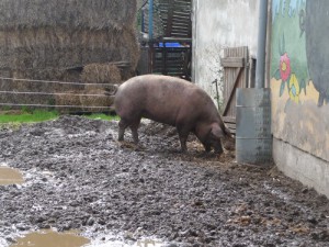 schwein bauer lange lieschow