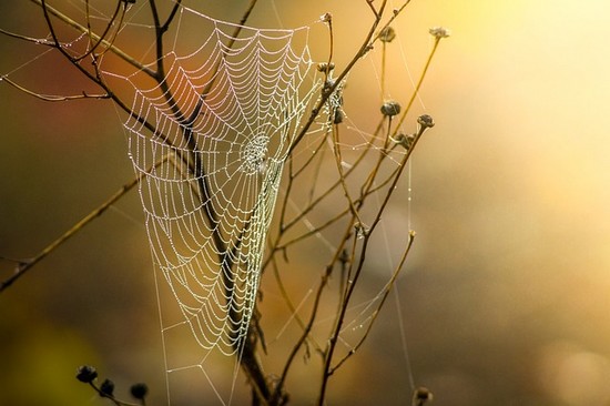 Spinnweben im Herbst