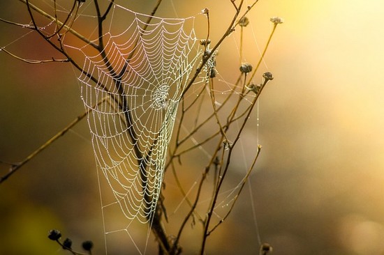 Spinnweben im  Herbst