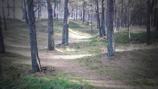 Wald auf Rügen