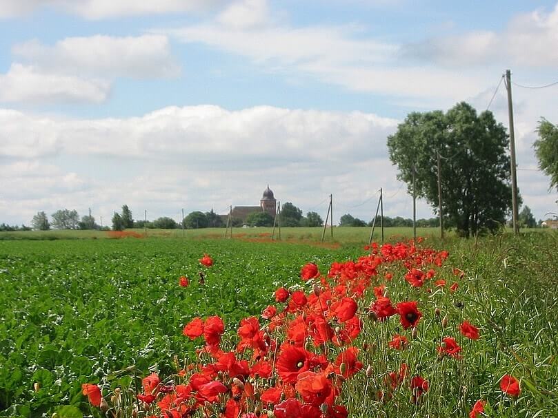 Mohnblüte bei Gingst Mohnblüte bei Gingst